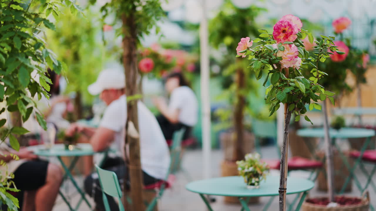 Pink climbing roses in pots at an outside cafe with mint green tables and chairs