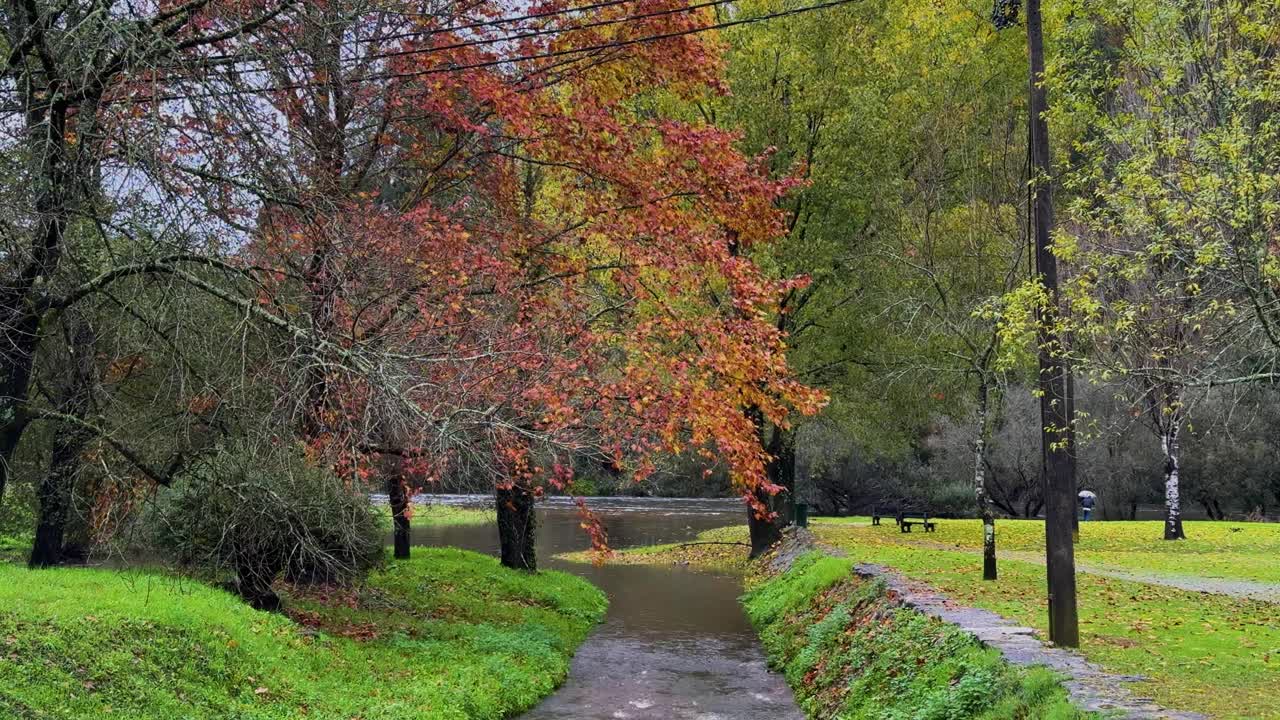 Slow motion shot of colorful leaves falling from the trees during autumn