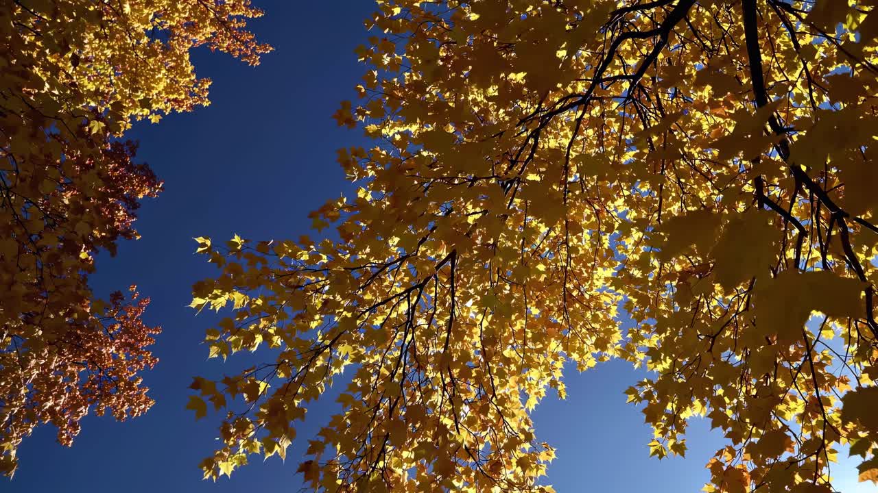 Upward angle captures vibrant autumn leaves against a clear blue sky, creating a serene, natural