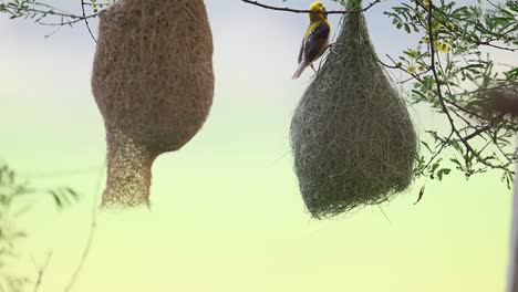 baya weaver bird hanging with nest