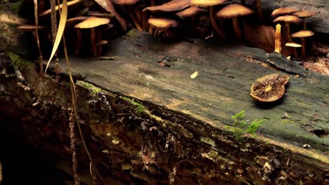 zoom de 4k hacia el secado de hongos desde una perspectiva macro