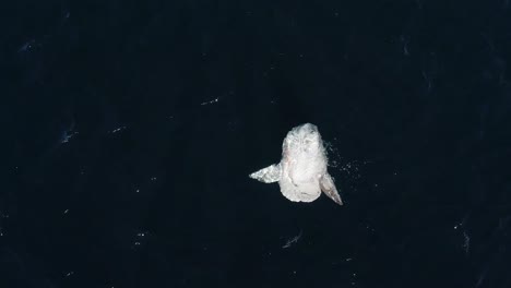mola mola sun fish drone view