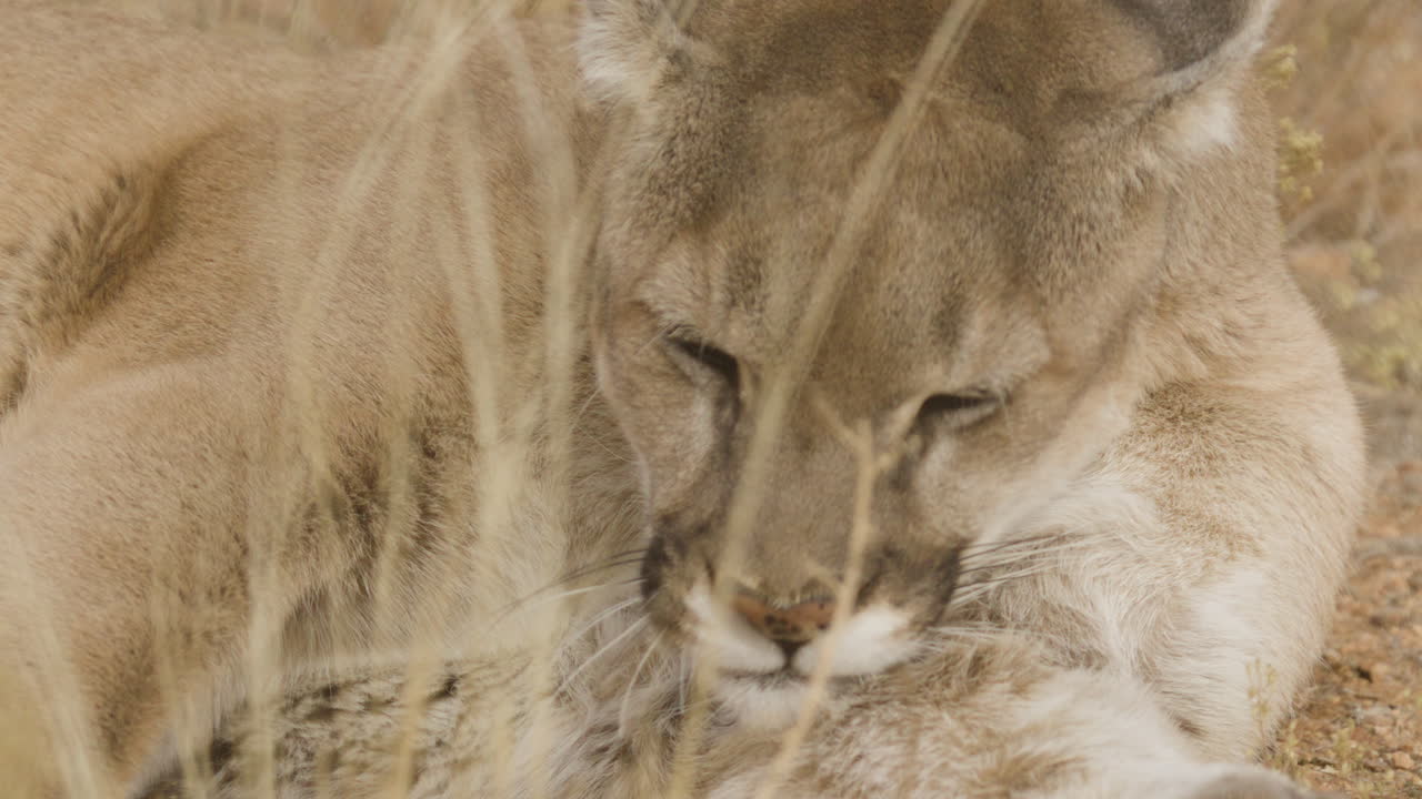 Mountain lion licking itself close up