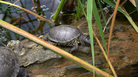 european pond turtle resting on large log amid patch of aquatic grasses