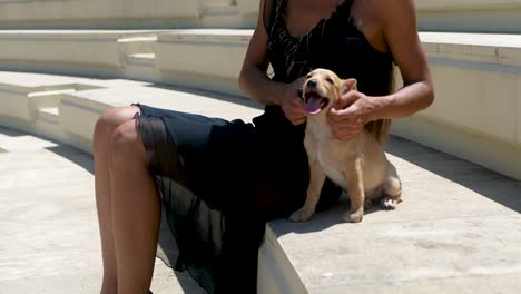 close up of woman legs in high heels walking on stairs and sit down with kokoni dog puppy on sunny day, full frame
