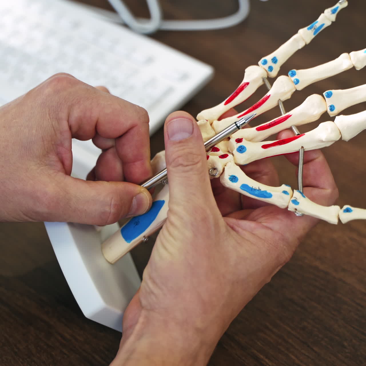 Skeleton model of a hand. Specialist showing the work of hand joints by a pen on artificial model. Close-up.