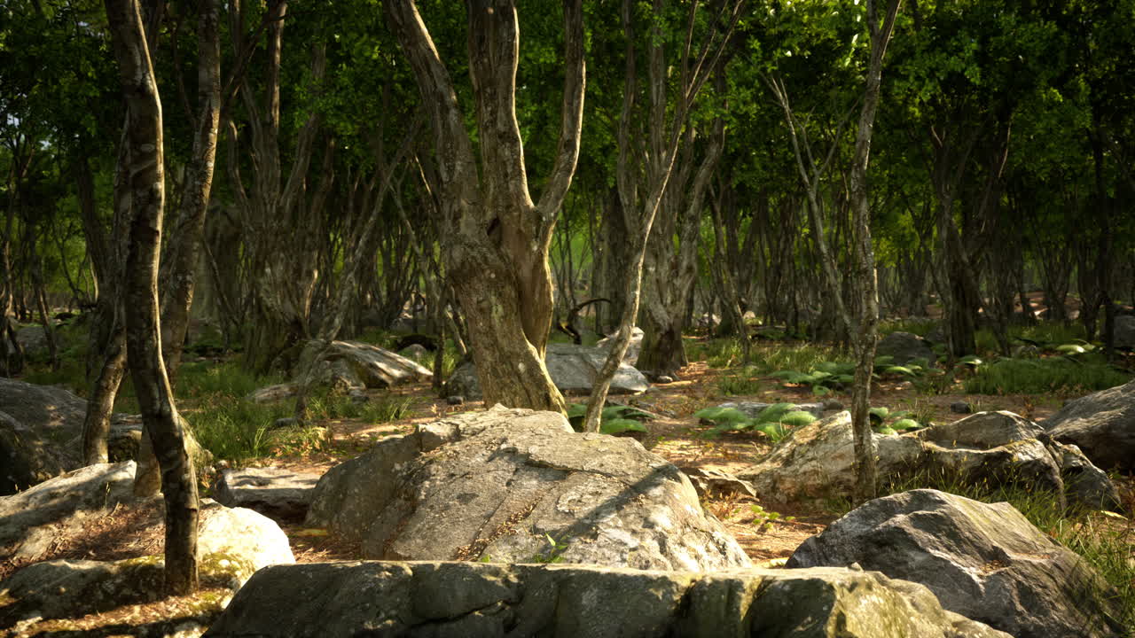 raíces de un árbol en un bosque brumoso