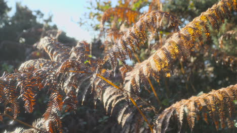 Absterbende-Farne-An-Einem-Stillen-Herbstmorgen