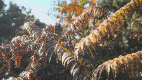 los helechos moribundos en una mañana tranquila de otoño