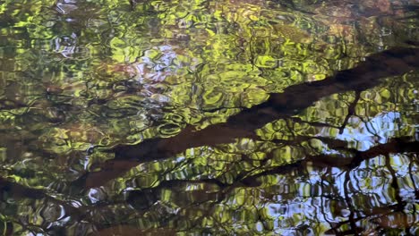 Reflejo-Del-árbol,-Ondulación-Del-Agua-Del-Río