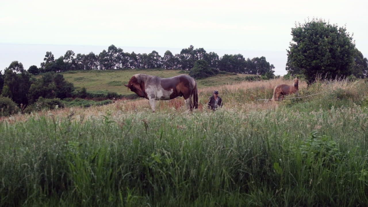 el granjero observa a los caballos pastando en el campo