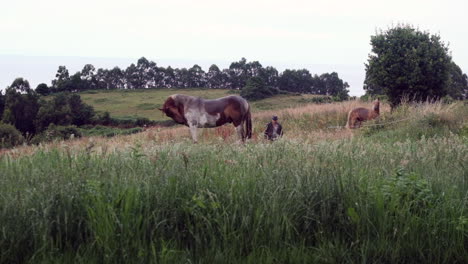 Farmer-Observes-Horses-Grazing-in-Countryside