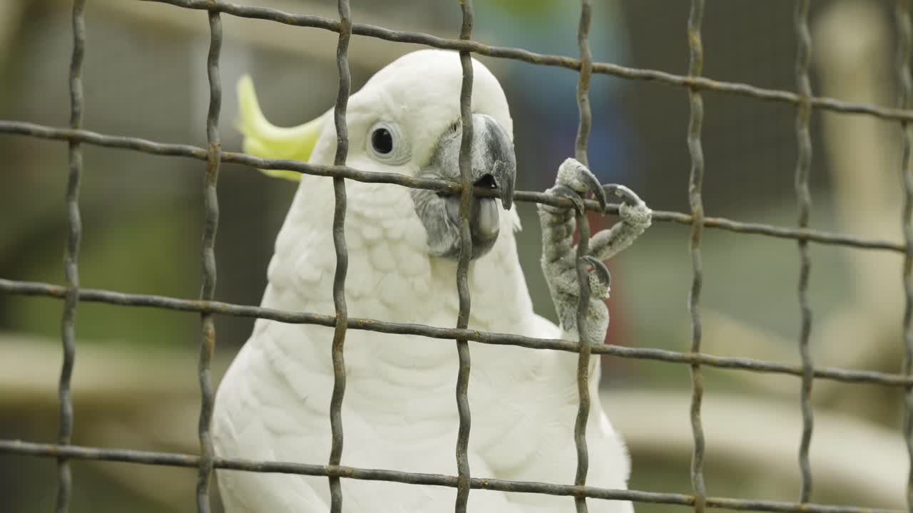 loro blanco en la jaula