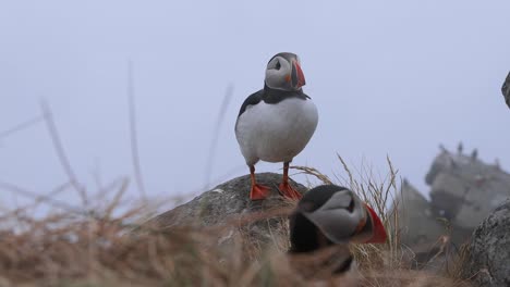 puffins on a rocky coastline in fog