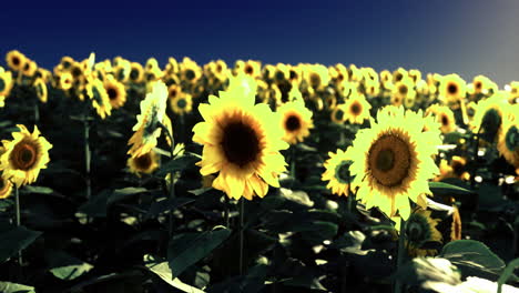 sunflower field blooming under clear blue sky during golden hour