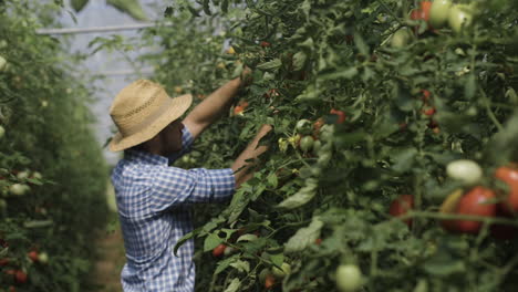 farmer harvesting tomatoes in a greenhouse