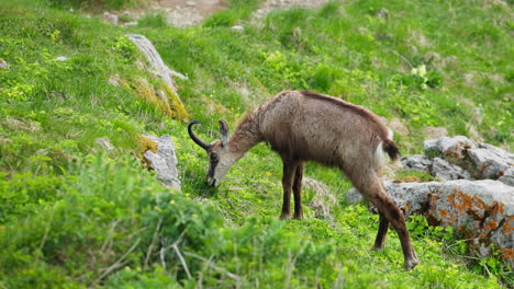 alpine ibex grazing calmly on lush mountain summit in triglav national park