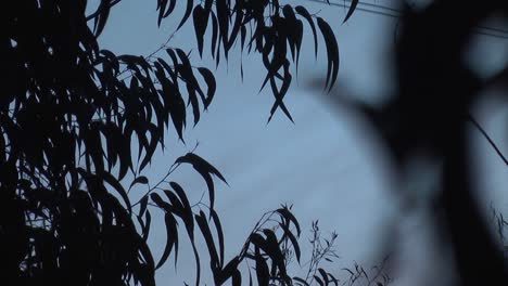 tree leafs moving with wind