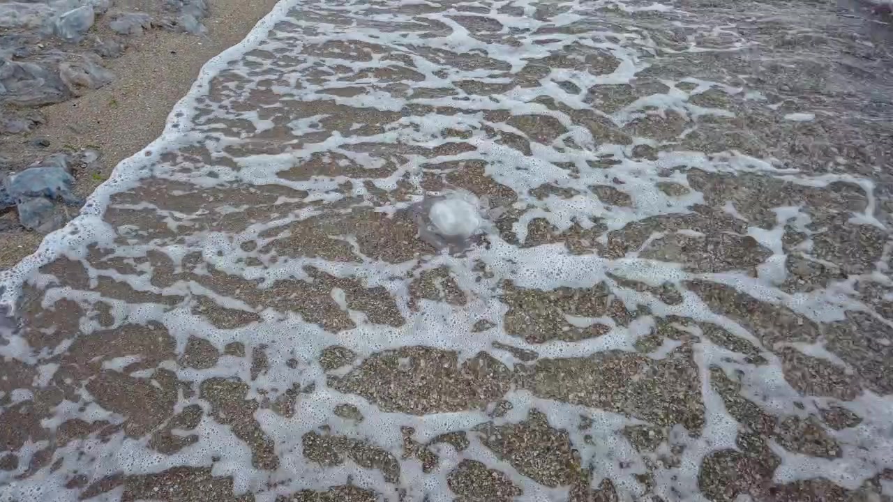 Meduse sulla spiaggia. Specie di medusa Rhizostoma pulmo. Meduse morte sulla sabbia