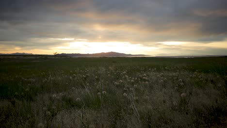 landscape of lush green meadow with beautiful dandelion flowers and wild grasses at sunset