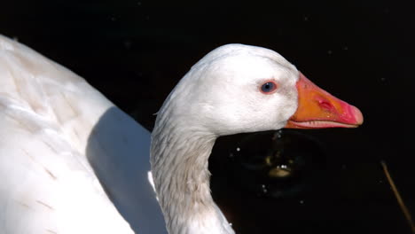 swan dipping beak in the lake