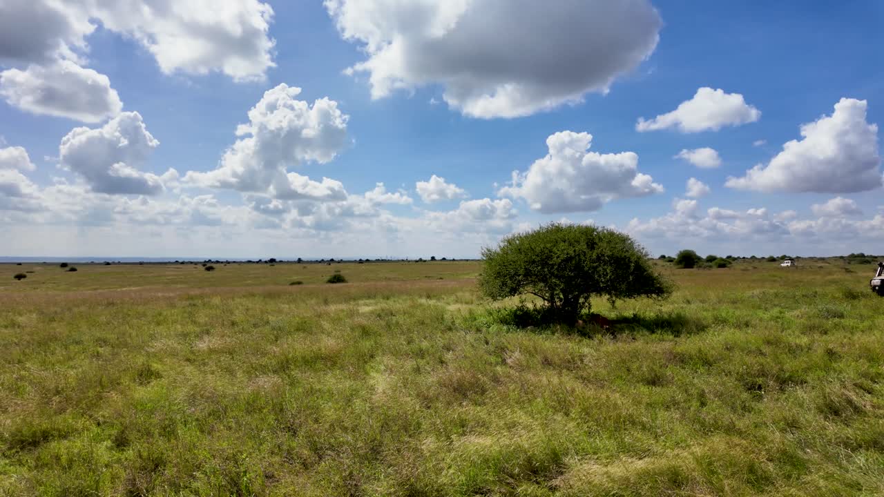 Group of Lions Resting in the Shadow of a Tree in the Savannah wide shot