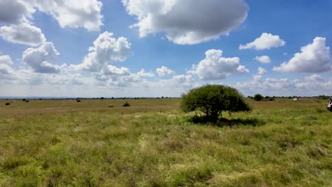 group of lions resting in the shadow of a tree in the savannah wide shot