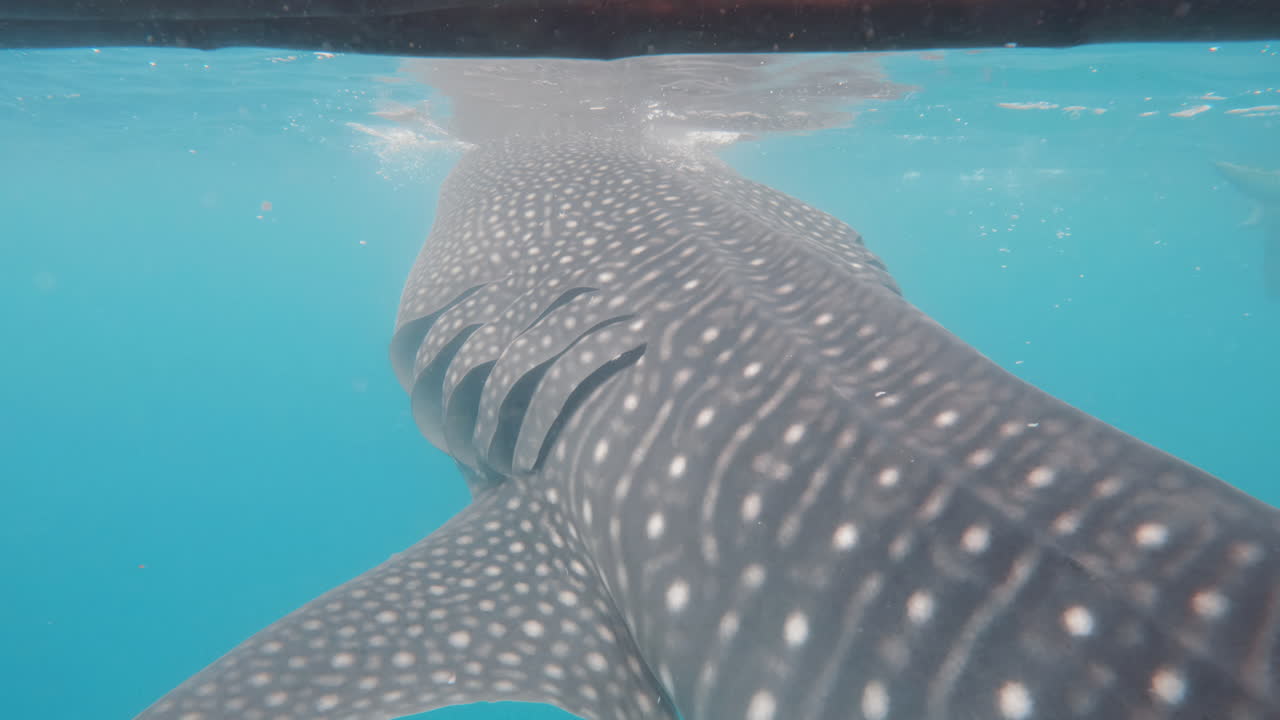tiburón rueda estrecho extremo de rhincodon typus nadando bajo el agua en el océano vida silvestre marina 4k metraje en cámara lenta