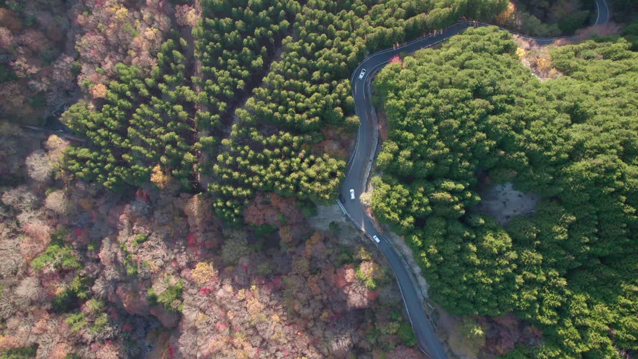 가을에 시코쿠의 산과 그로 이어지는 길을 날아다니며, 일본의  ⁇ 은 잎자루와 함께