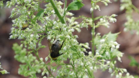 close up of bumblebees collect pollen from heuchera flowers in garden