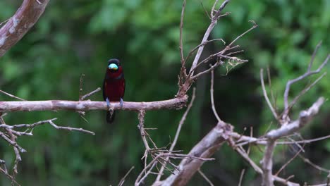 perched on a horizontal branch while calling during the afternoon, black-and-red broadbill, cymbirhynchus macrorhynchos, kaeng krachan national park, thailand