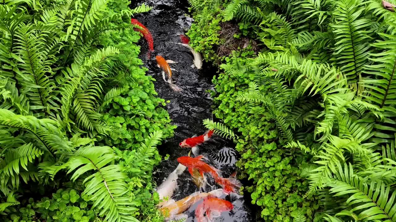 peces koi en un arroyo del jardín