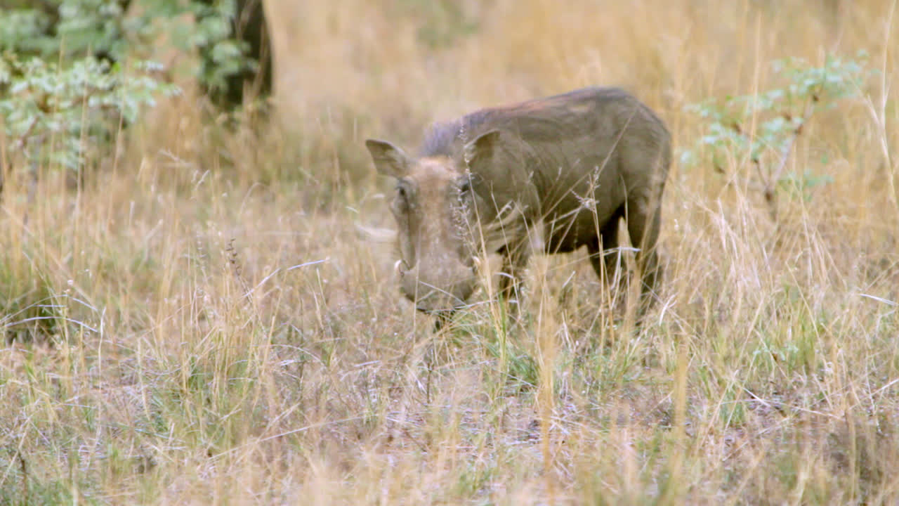 Fagoceri in cerca di cibo tra l'erba e gli alberi in Sudafrica. Un fagocero guarda la telecamera prima di proseguire