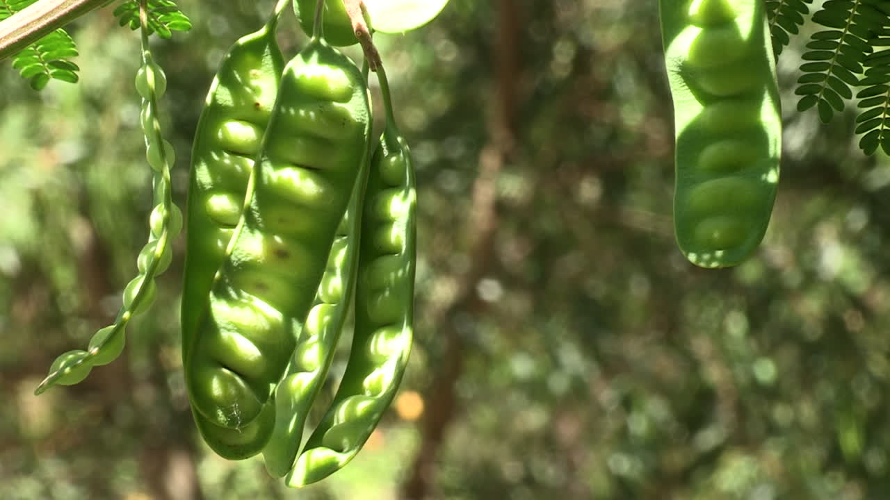seis bayas de acacia verde con semillas en el interior, con un fondo borroso de vegetación en tonos verdes y marrones