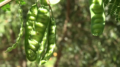 Six-green-acacia-berries-with-seeds-inside,-with-a-blurred-background-of-greenery-in-shades-of-green-and-brown