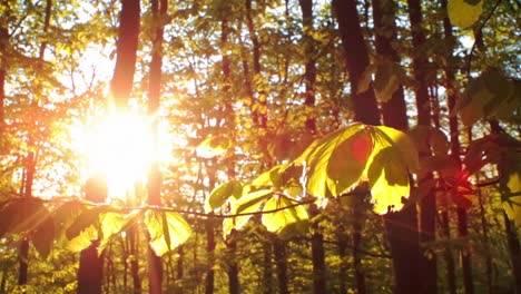 branches of a tree illuminated by the morning light
