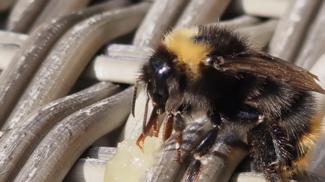 Close up Macro: Fuzzy bee uses long proboscis to lick sweet honey