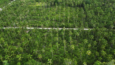 Luftaufnahme-Des-Grünen,-Malerischen-Naturlandschaftspalmen-Kokosnusswaldes-In-Südostasien