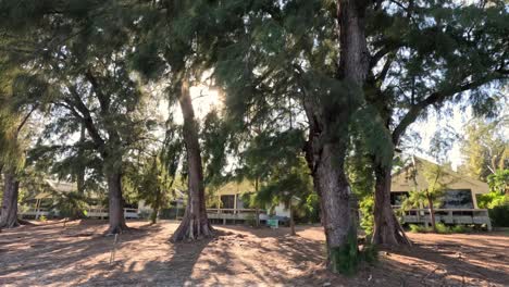 sunlight filtering through trees by the beach.