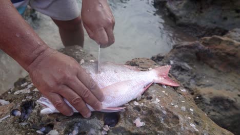 fisherman hands removing fish bones on coastal rocks