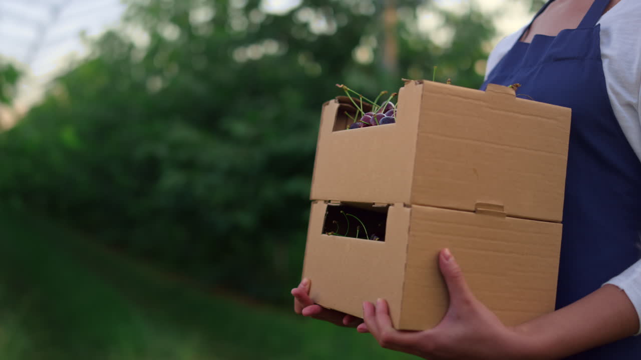 농부 는 과수원 에 체리 상자 를 전시 한다. 여성 농학자 의 손 은 과일 상자 를 들고 있다.