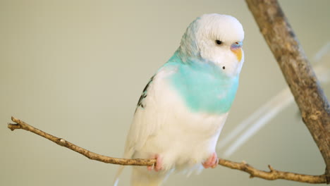 closeup of budgerigar - common parakeet perched on the twig