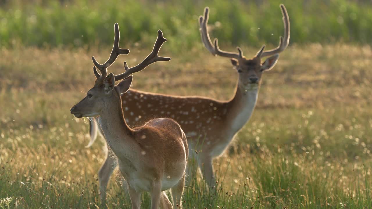 toma en cámara lenta de madre ciervo y bebé con puntos blancos pastando en la hierba al atardecer - polen volando en el aire
