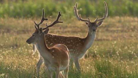 slow motion shot of mother deer and baby with white dots grazing in grass at sunset - pollen flying in air