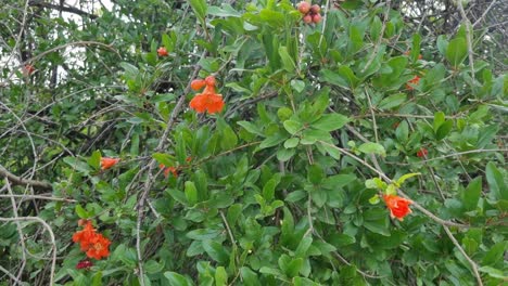 pomegranate fruit blossoms in june