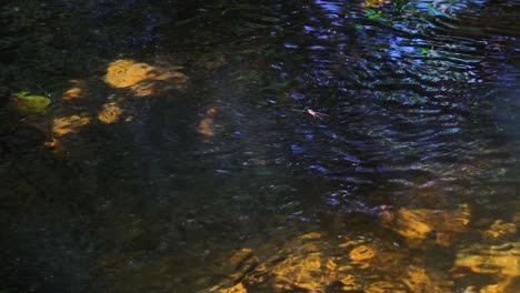 zancudo de agua patinando sobre la superficie del agua contra el flujo