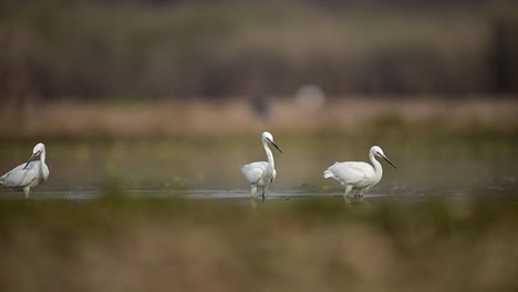 flock of egrets fishing in wetland