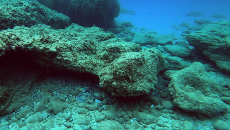 Panorama-of-large-stones,-plants-and-fish-underwater-near-the-shore-in-the-Aegean-Sea-on-the-Kassandra-Peninsula-in-Greece