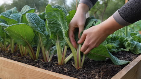 harvesting fresh greens from a raised garden bed
