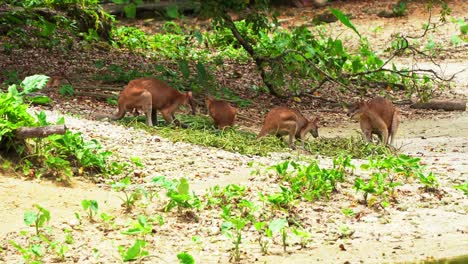 Mob-of-agile-wallabies-family,-macropus-agilis-busy-feeding-on-green-vegetations-on-the-ground,-native-Australian-wildlife-species